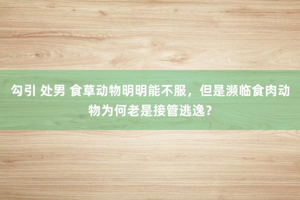 勾引 处男 食草动物明明能不服,但是濒临食肉动物为何老是接管逃逸?