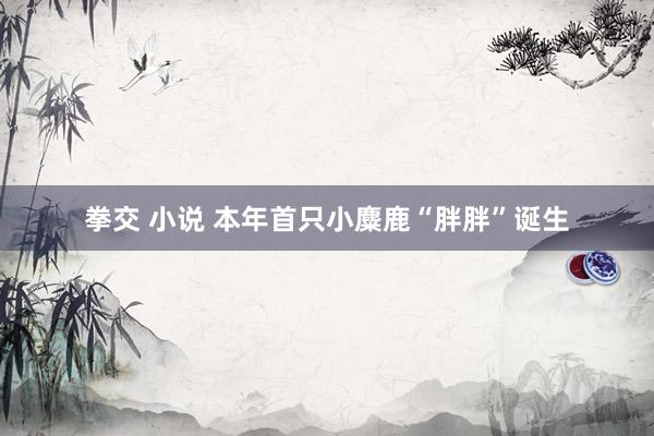拳交 小说 本年首只小麋鹿“胖胖”诞生